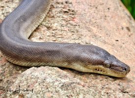 Australian Python