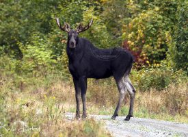 Maine Bull Moose
