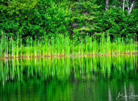 Maine Green Reflections