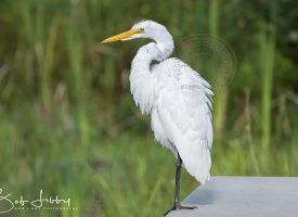 Maine White Egret