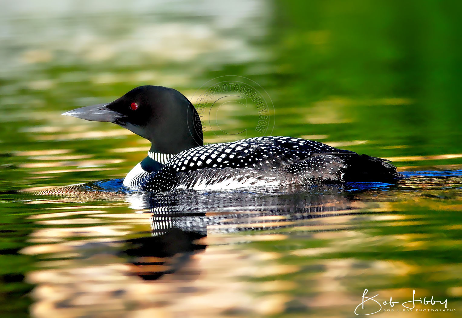 West Branch... Maine Loon