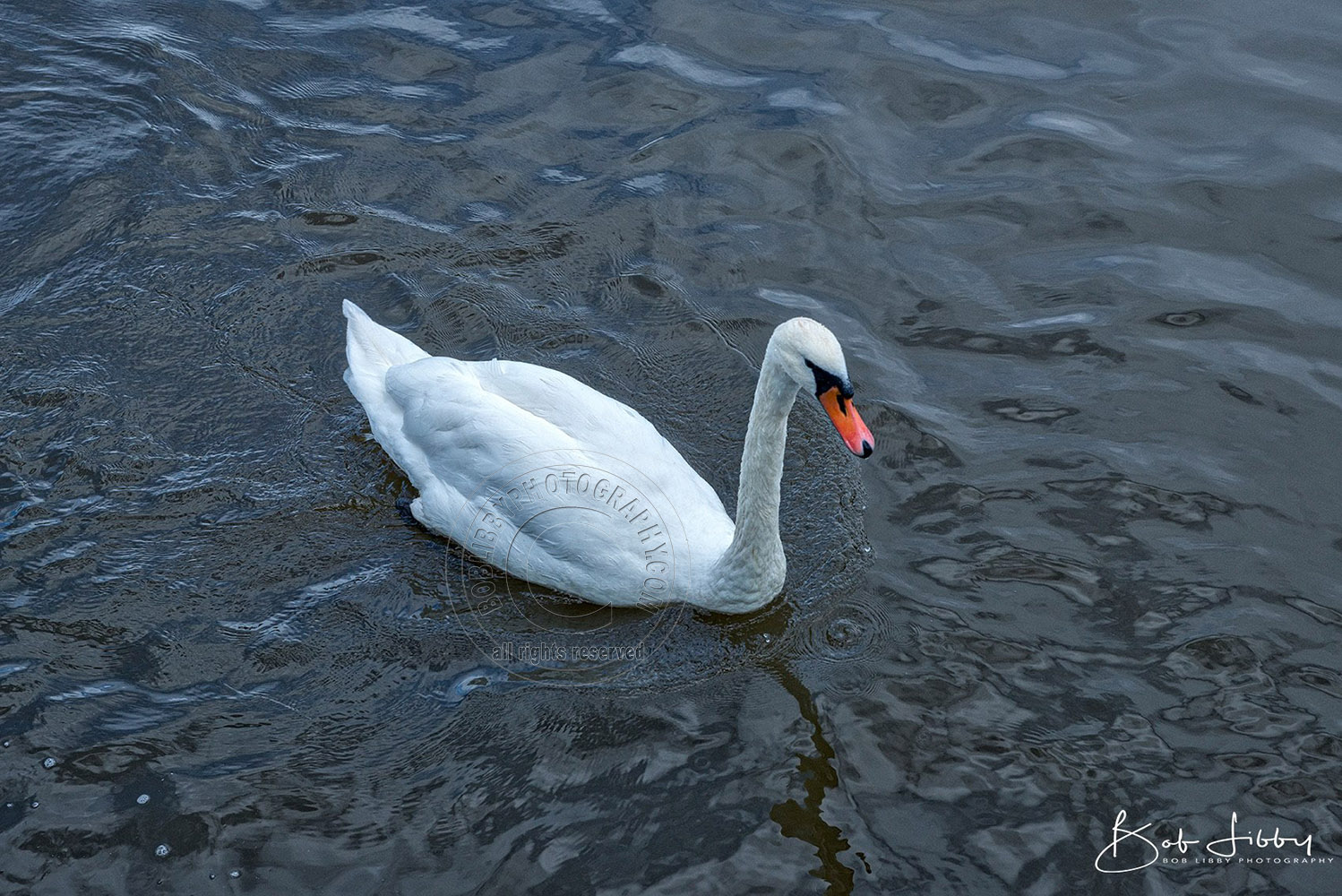 White Swan on the Danube River