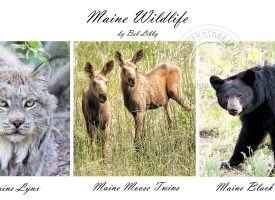 Wildlife Maine Series