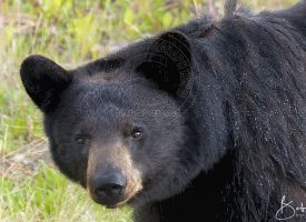 Beaver Creek Black Bear