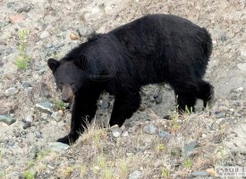 Black Bear Maine