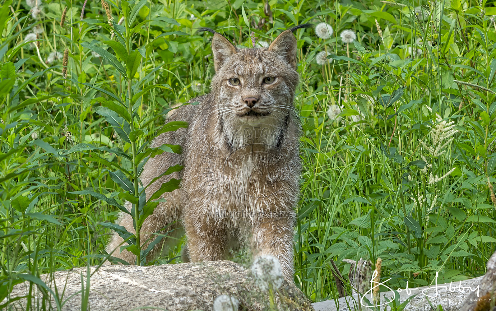 Alaskan Lynx