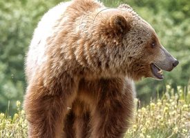 Grizzly Bear Alaskan Highway