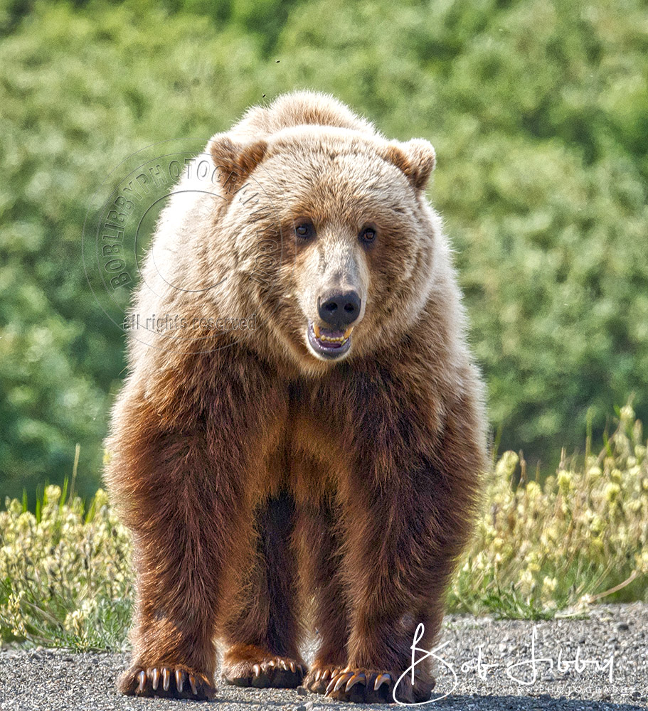 Alaskan Grizzly