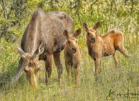 Moose Family