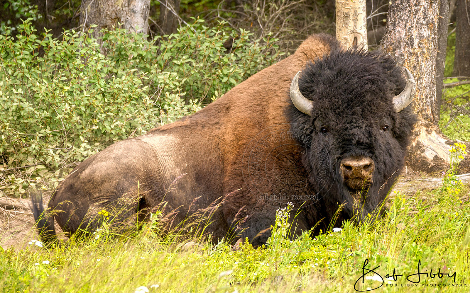 British Columbia Wood Bison