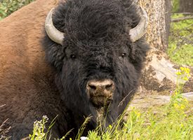 Wood Bison Headshot