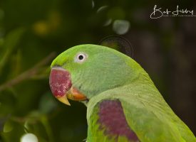 Australian Green Alexandrine Parrot
