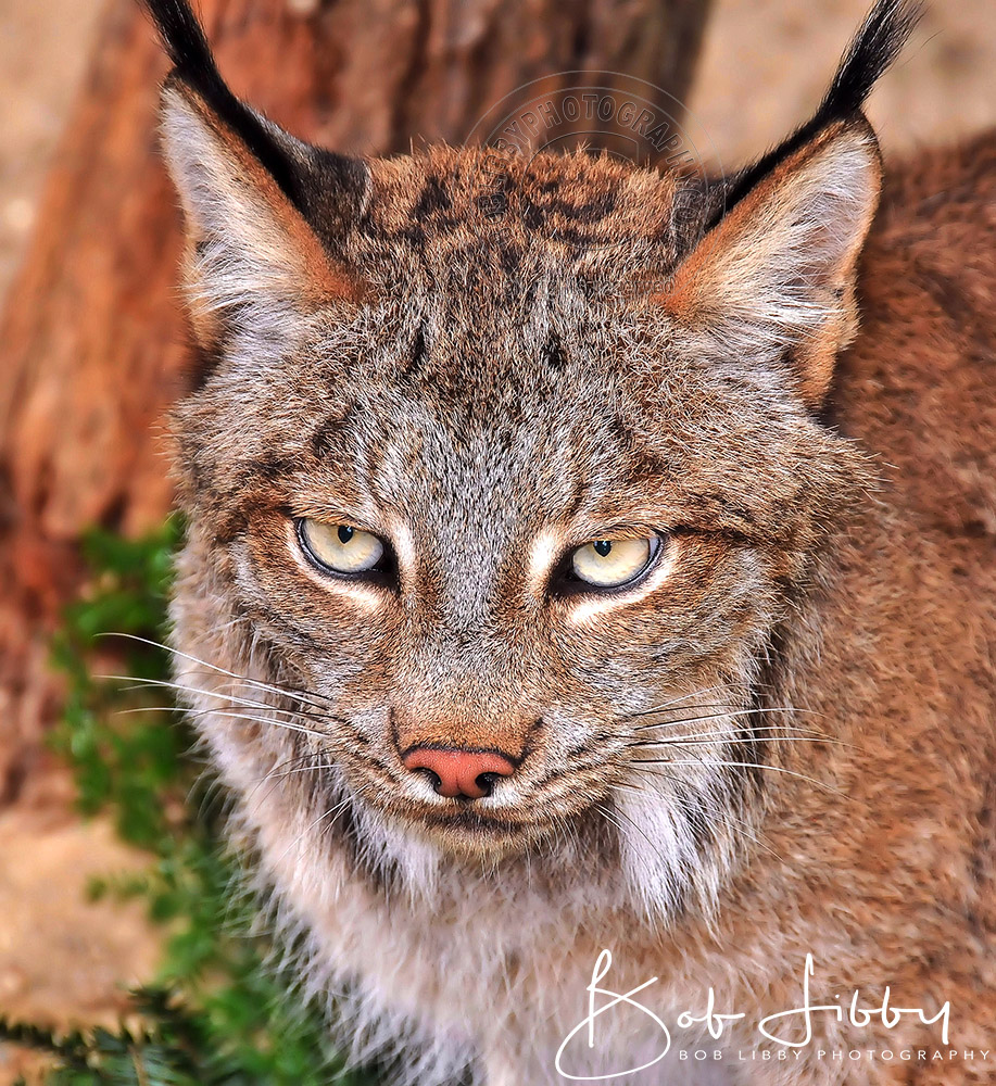 Maine Lynx